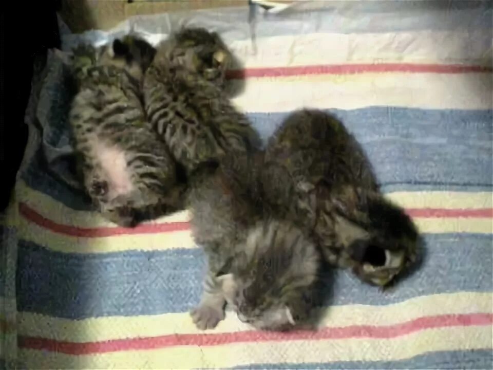 Видео 3 недели. Недельные котята. Новорожденные полосатые котята. Суточные котята. Новорожденные Шотландские котята.