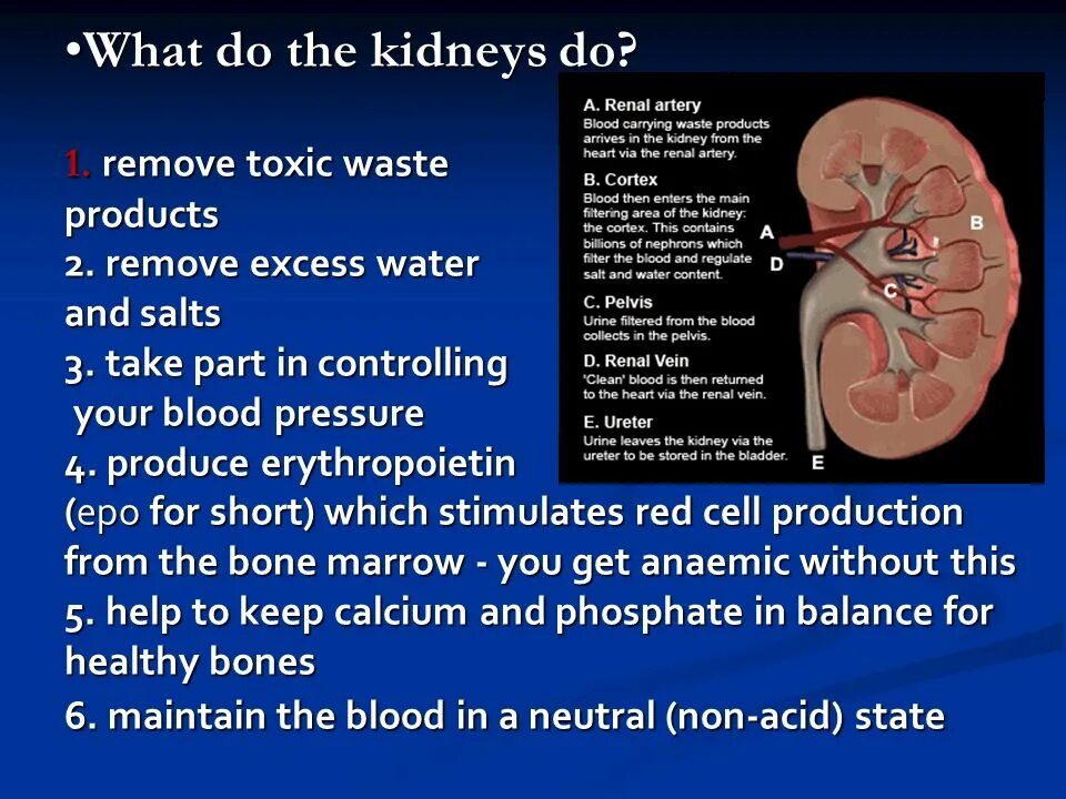 Пиелонефрит клин. What are the functions of the Kidneys?.