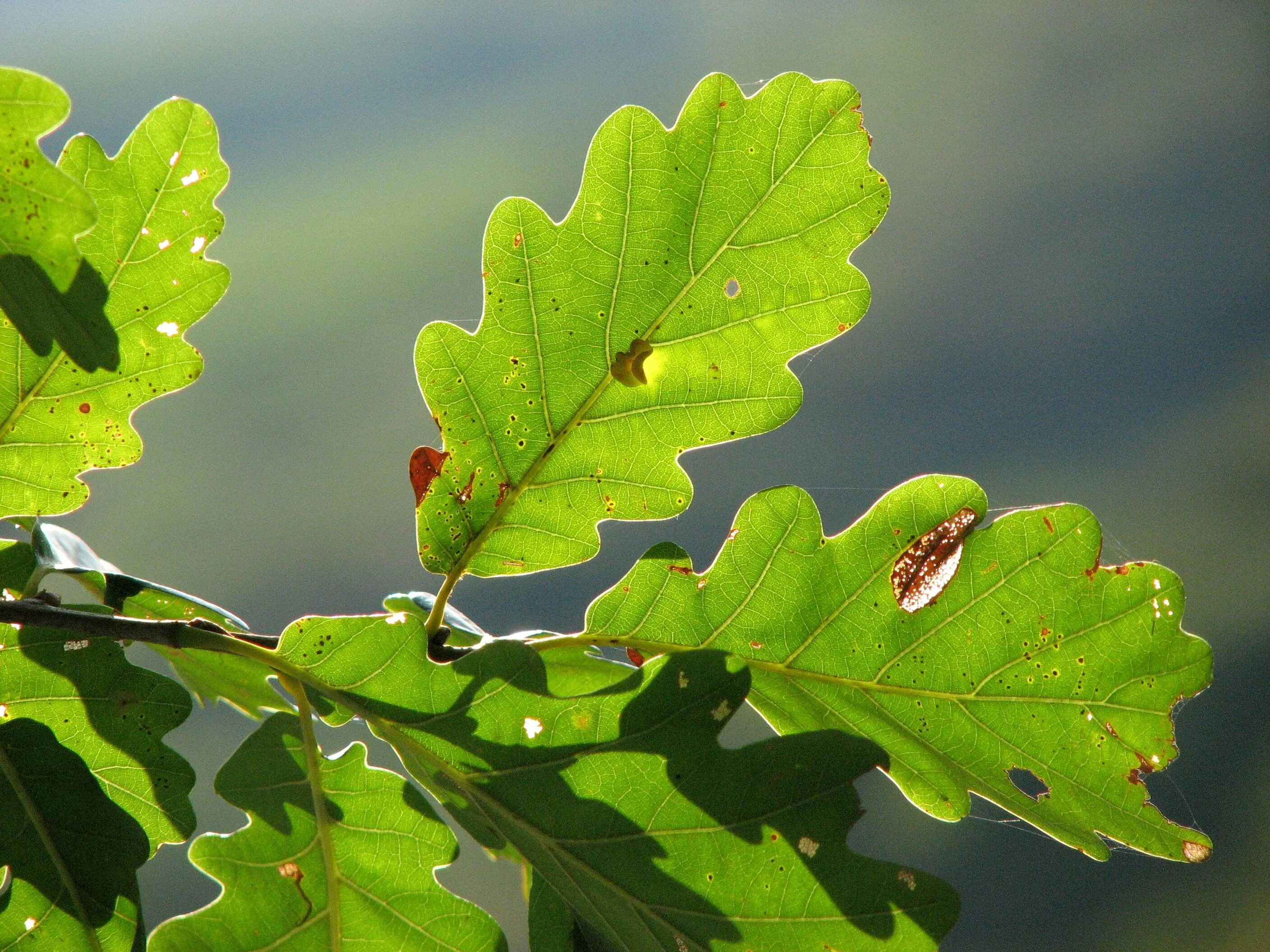 Дуб красный черешчатый. Дуб черешчатый листок. Дуб черешчатый лист. Дуб клёнолистный (Quercus acerifolia). Красно черешчатый дуб