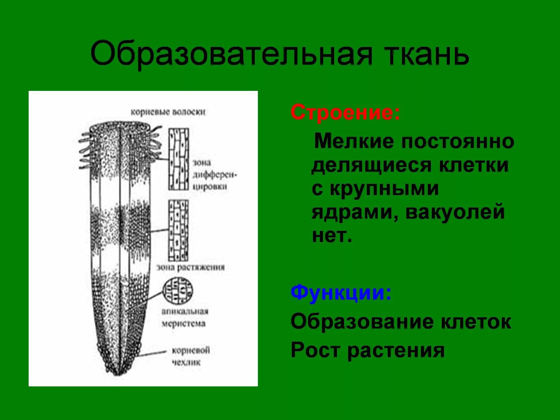 Ткани растений образовательная ткань строение и функции. Строение клеток образовательной ткани у растений. Строение клетки образовательной ткани. Строение образовательной ткани растений.