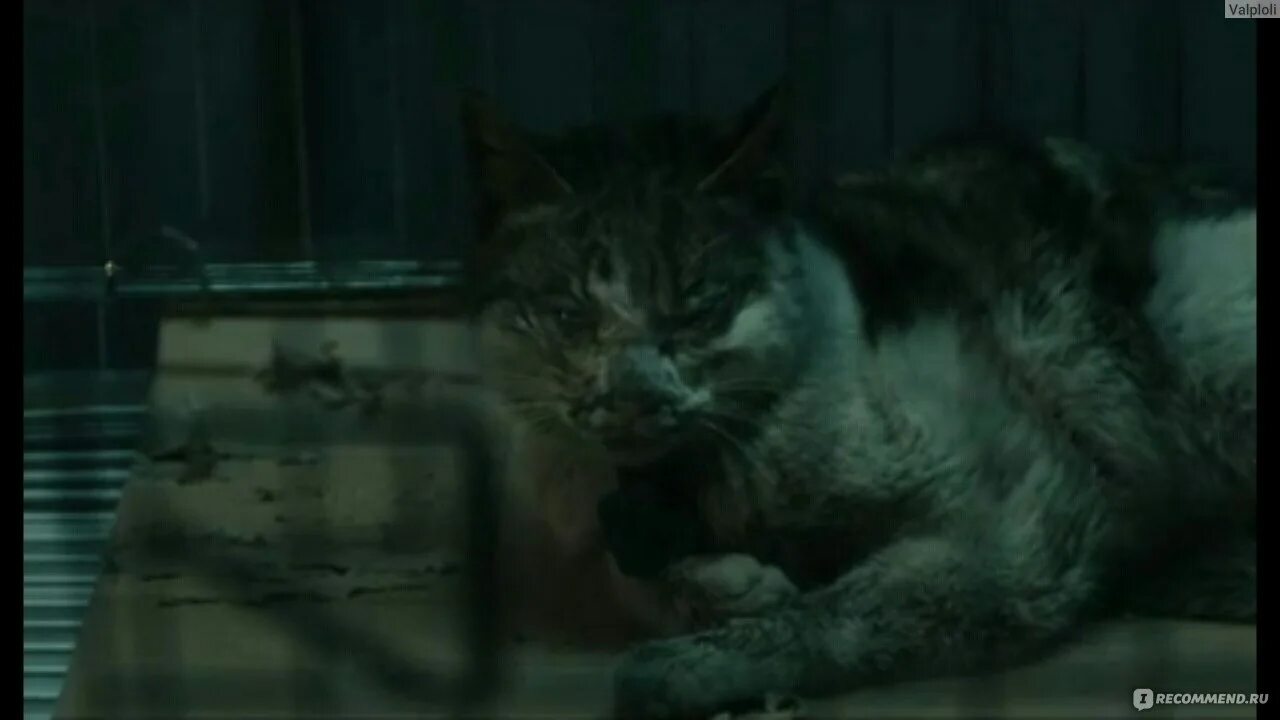 Увидеть умирающую кошку. Увидеть умирающую кошку. Собака призрак. Собака призрак. Увидеть умирающую кошку.