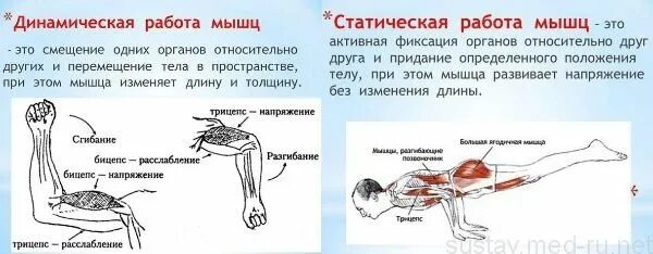 Динамическая и статическая работа. Статические и динамические мышцы. динамическая работа мышц. статическая работа мышц. статичесое работа мвшц.