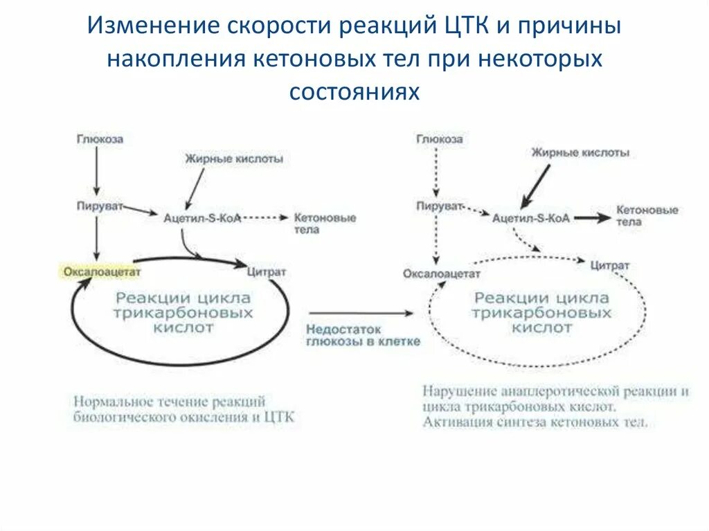 Реакция активации снижена. Глюкоза ацетил КОА реакция. Синтез кетоновых тел при сахарном диабете. Регуляция окисления жирных кислот и образования кетоновых тел. Регуляторные ферменты цикла Кребса.