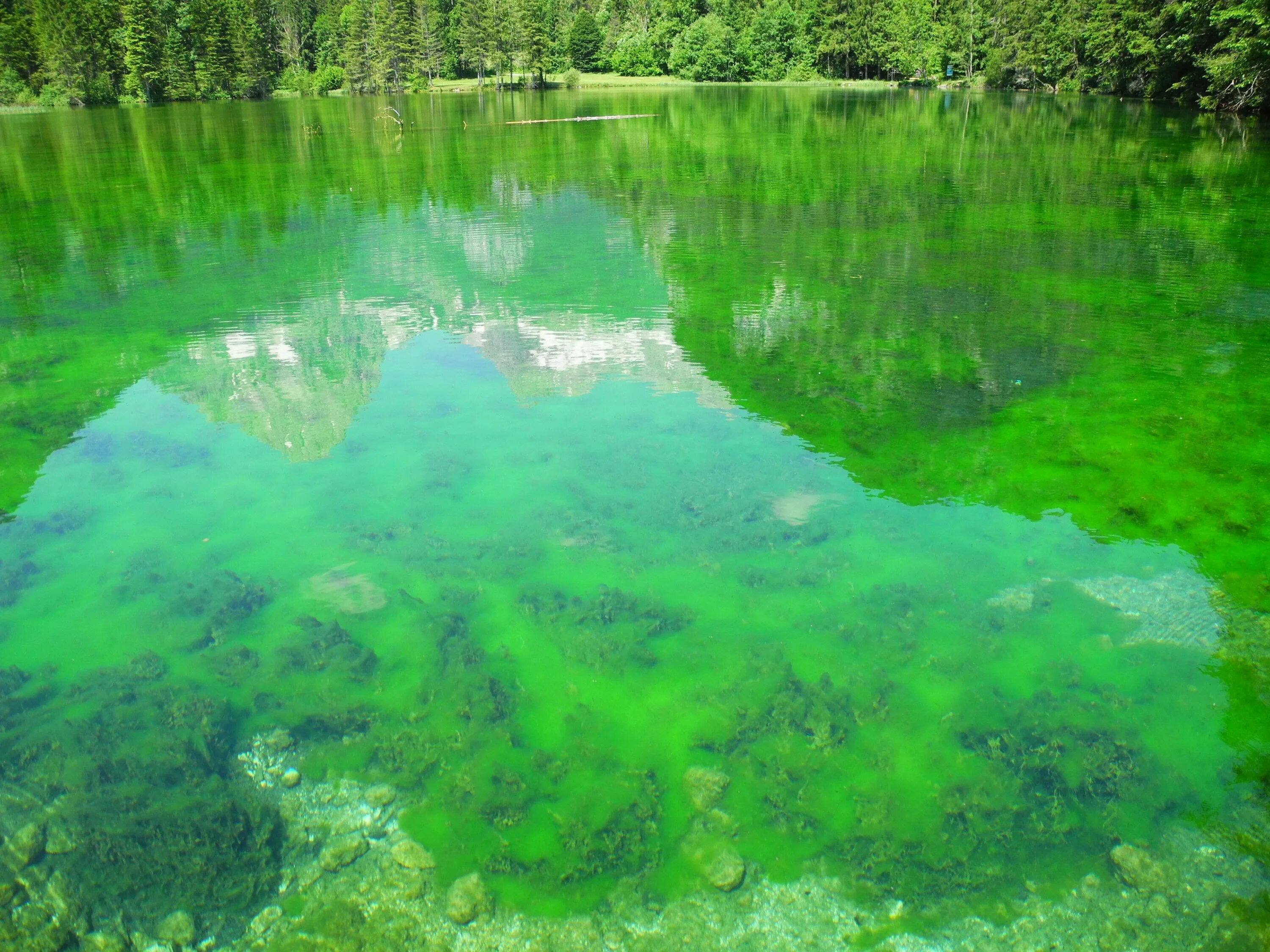Зеленая вода в озере