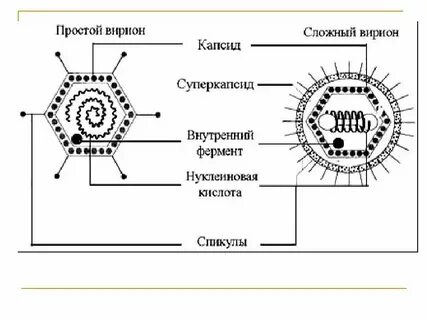 В чем состоит принцип вируса