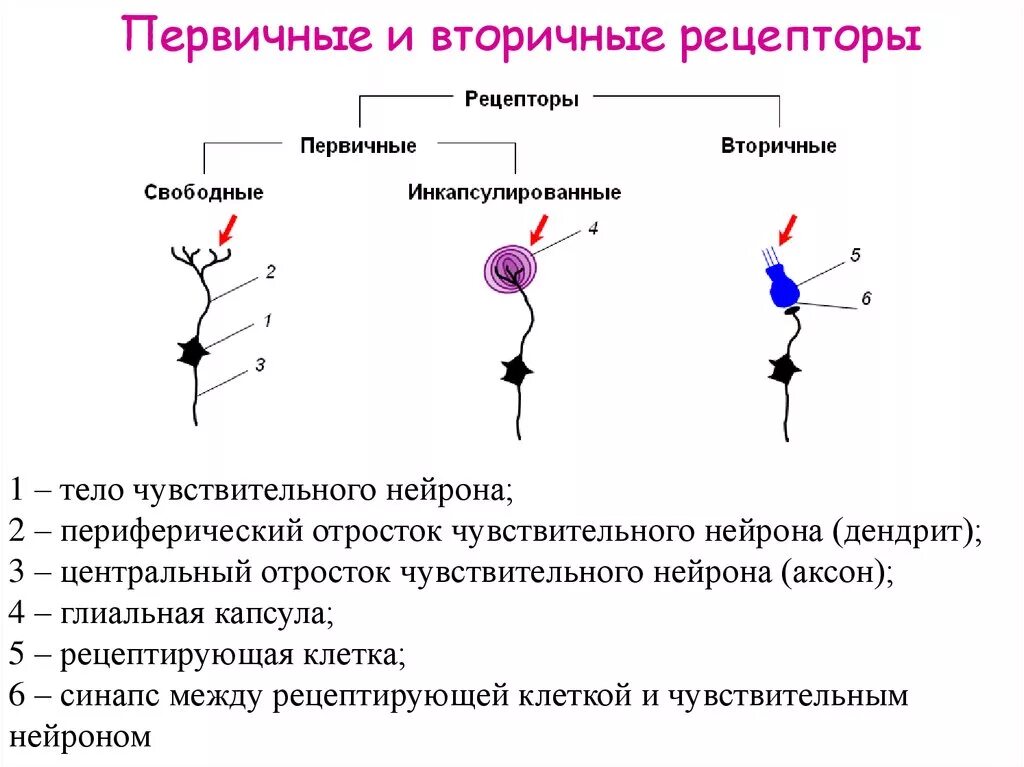 Первичные и вторичные рецепторы схема. Первично чувствующие рецепторы отличаются от вторично чувствующих. Первично и вторично чувствительные рецепторы. Первичные и вторичные чувствительные рецепторы.