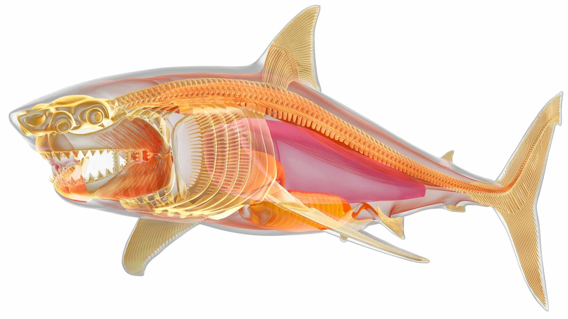 хрящевой скелет акулы. хрящевой скелет акулы. сколько костей у акулы. скелет акулы схема вид сбоку. скелет осетра.