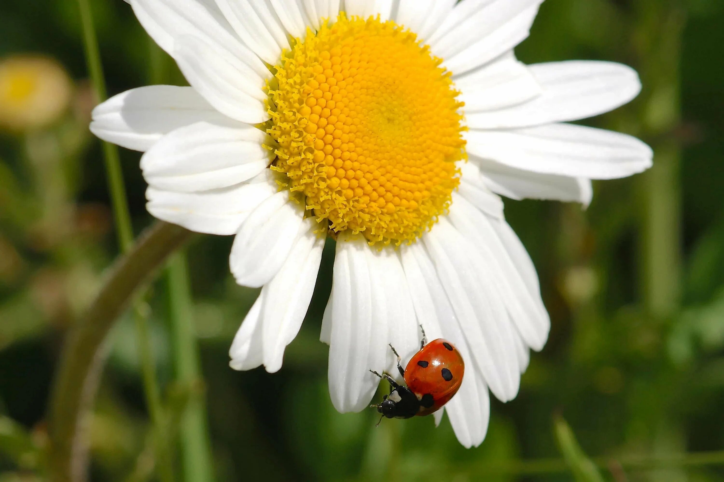 Ёжик в ромашках. Лето природа животные. Весенние животные. Животные весной. Ромашка животное.