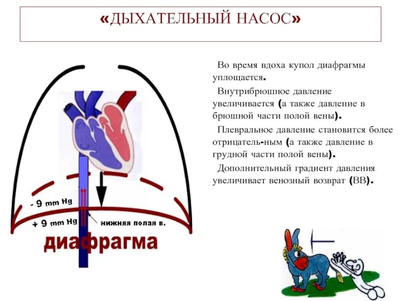 Вдох ада. Дыхательный насос физиология. механизм дыхательного насоса. давление во время вдоха. механизм движения крови по венам.