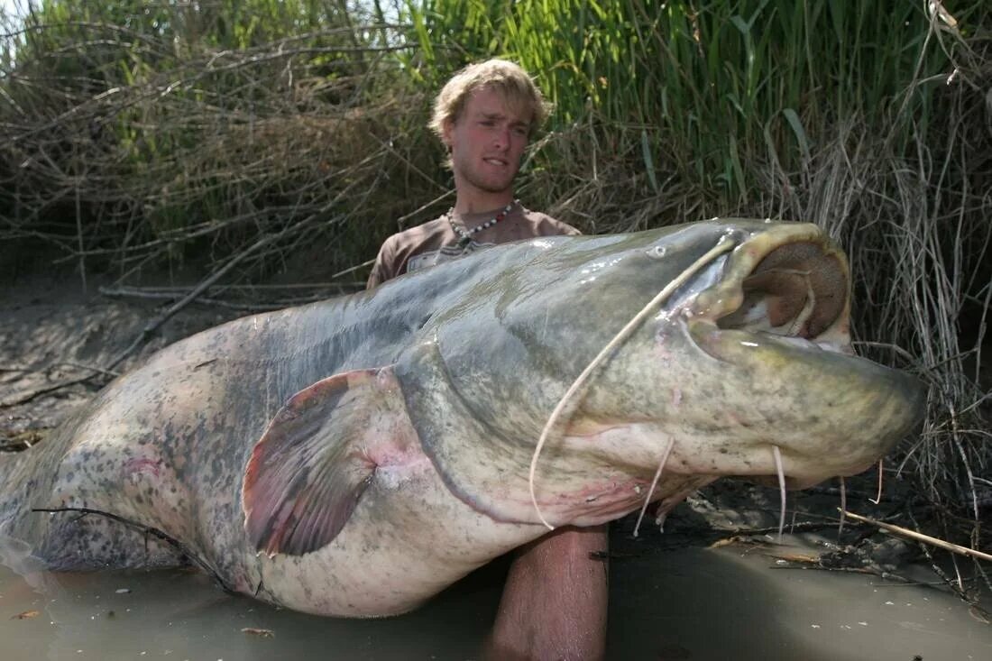 Обыкновенный сом 400 кг. Самый большой сом. Сам большую рыбу. Крупная рыба. Крупная рыба.