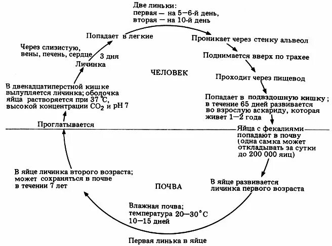 Пути миграции аскариды. Круглые черви цикл развития аскариды. жизненный цикл аскариды схема. цикл развития аскариды человеческой. жизненный цикл аскариды человеческой схема.