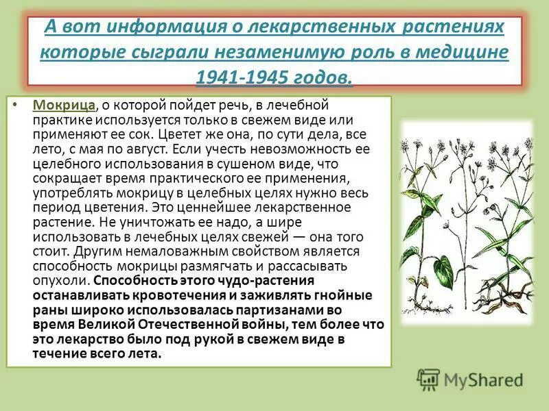 Мокрица трава. Мокрица аптечная звездчатка аптечная. Лекарственные растения в войну. Мокрица трава лечебные применение.