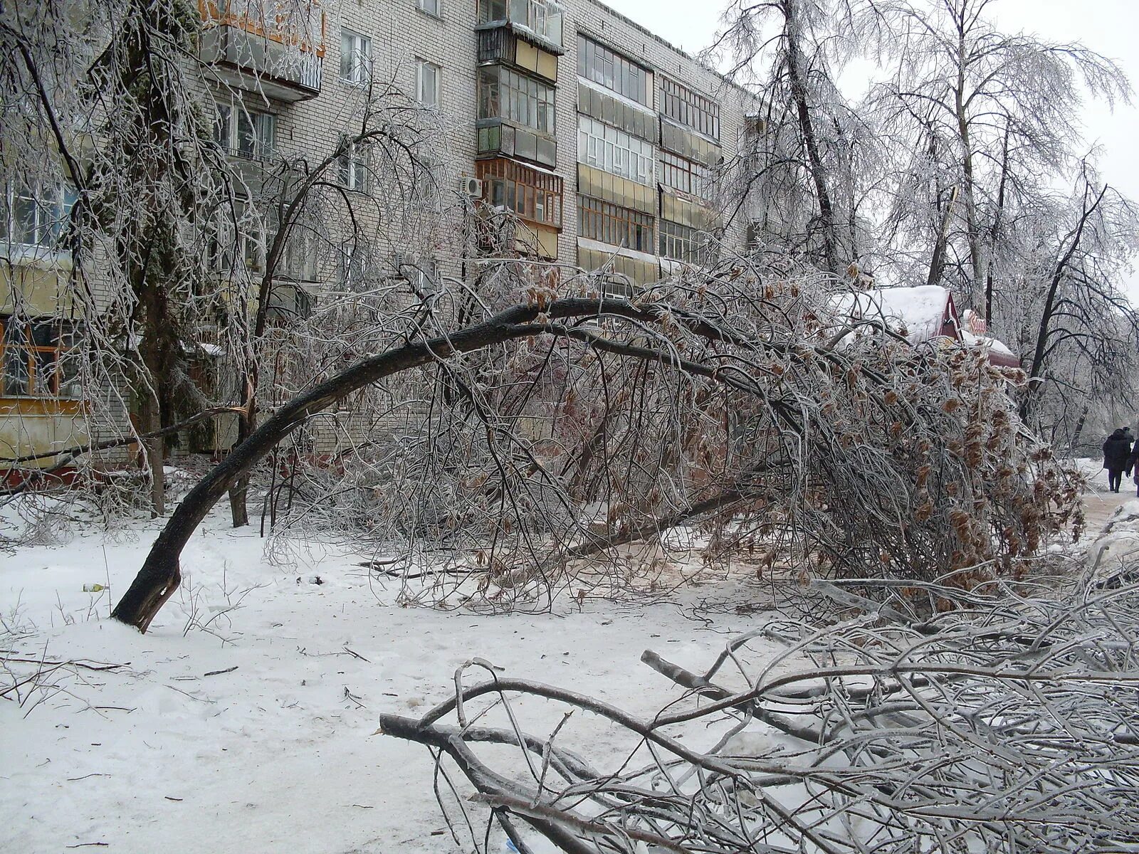 Дожди димитровград. Ледяной дождь декабрь 2010 москва. 2010 год, декабрь. ледяной дождь в россии. ледяной дождь в москве 2010. ледяной дождь димитровград.