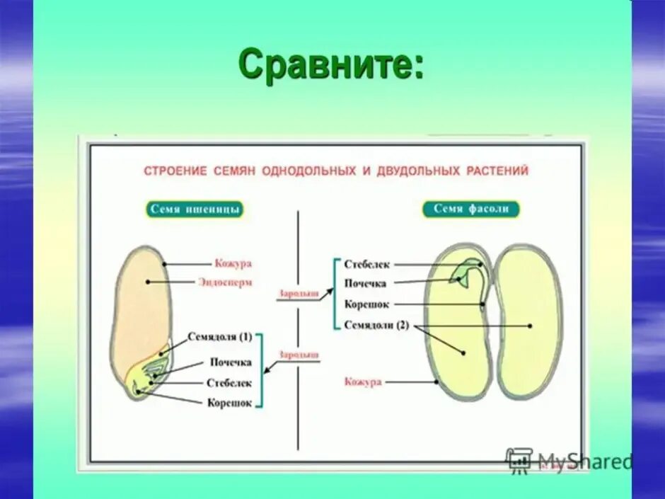 Какое строение имеют семена двудольных растений. Строение семян однодольных и двудольных растений. Строение семени однодольных и двудольных. Схема строения семени однодольного и двудольного растения. Строение семени однодольного растения.