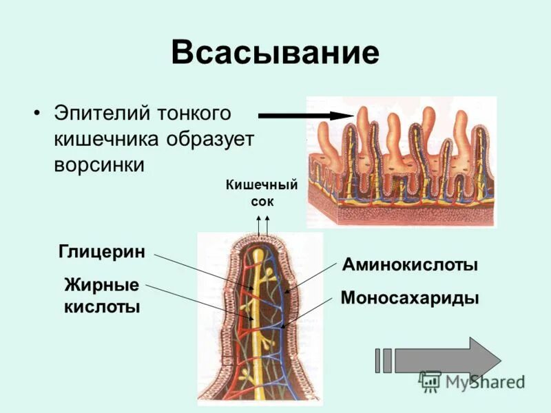 Растение всасывает воду. Функции всасывания. Функцию всасывания выполняет. Функцию всасывания выполняет. Биология 8 класс всасывание питательных веществ в кровь.