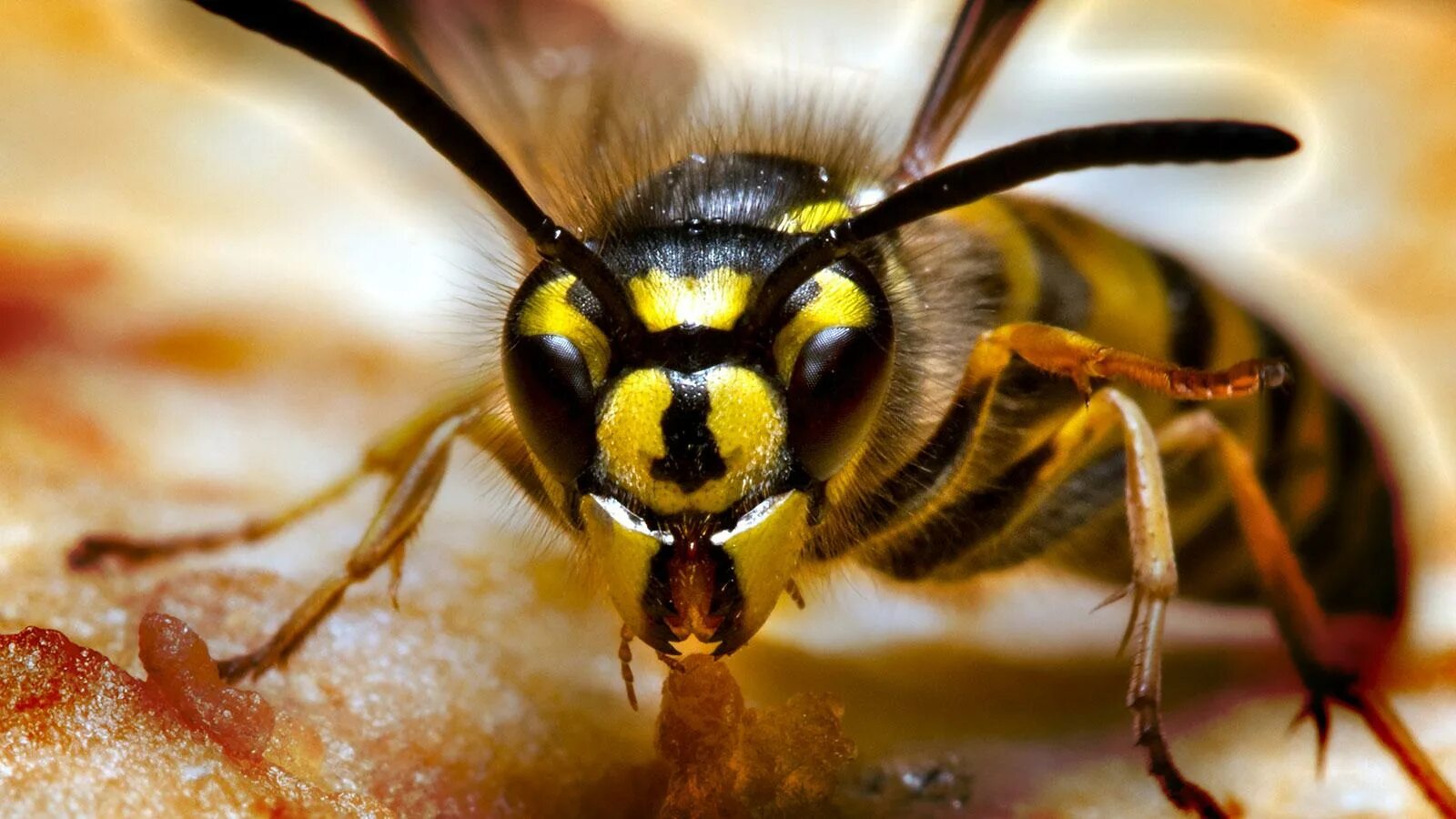 Как называется оса. Оса yellow jacket. трутень шершня. шершень хорнет. yellow hornet (желтая оса).