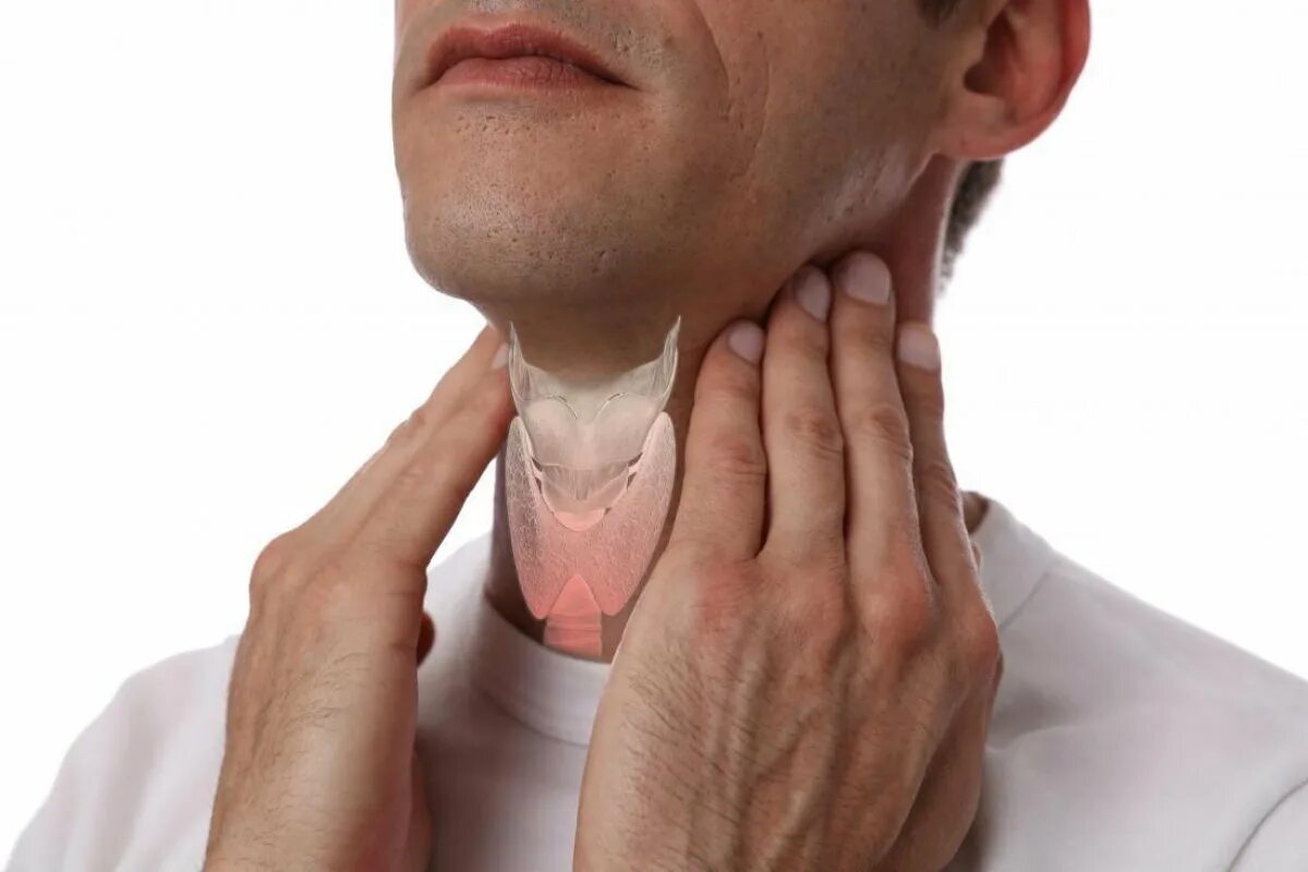 Здоровая щитовидная железа. Зоб тест