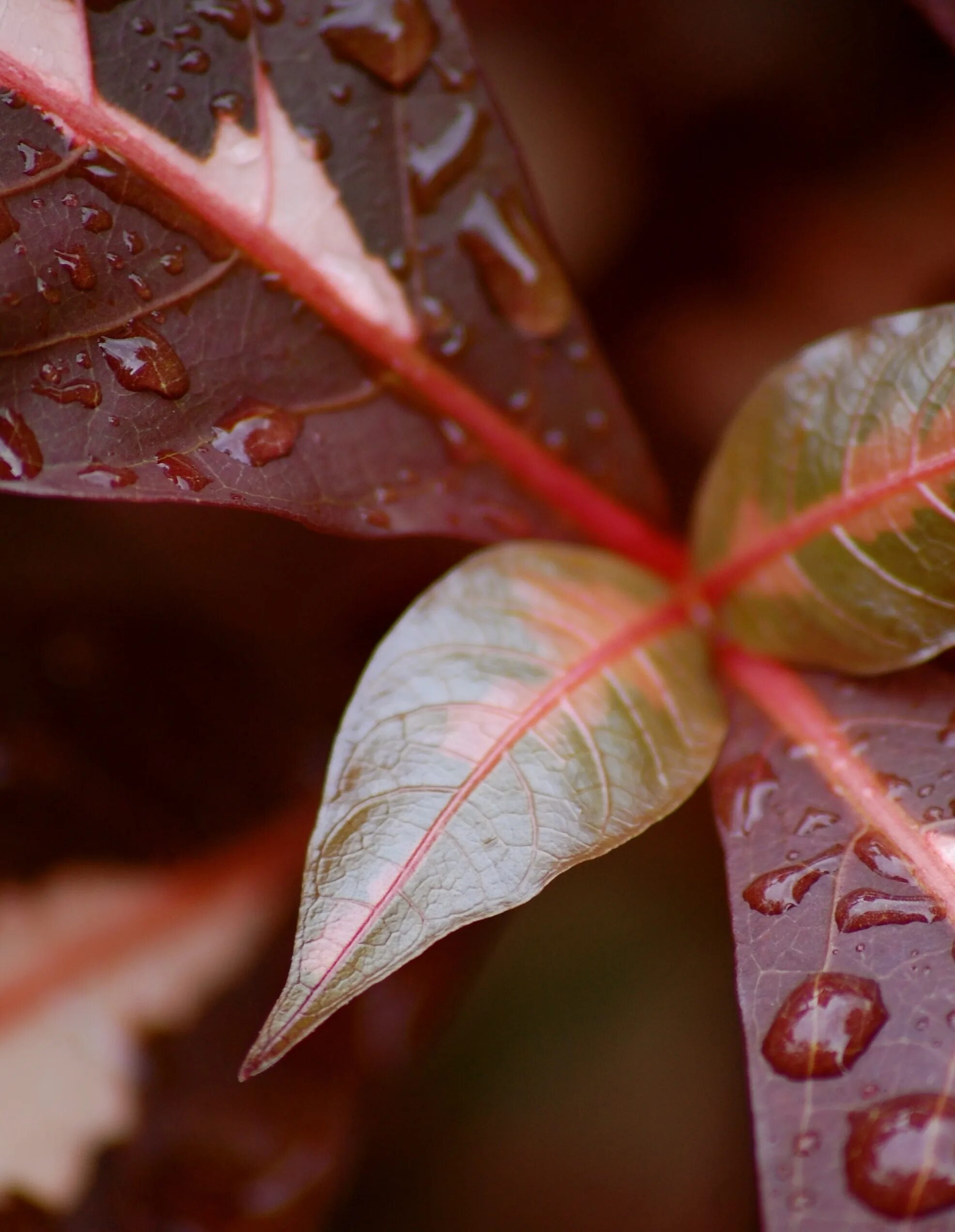 Какие листья сладкие. Лист растения макро. Цветок со сладкими листьями. Сигарный лист Макросъемка. Фиолетовые листья картинки.