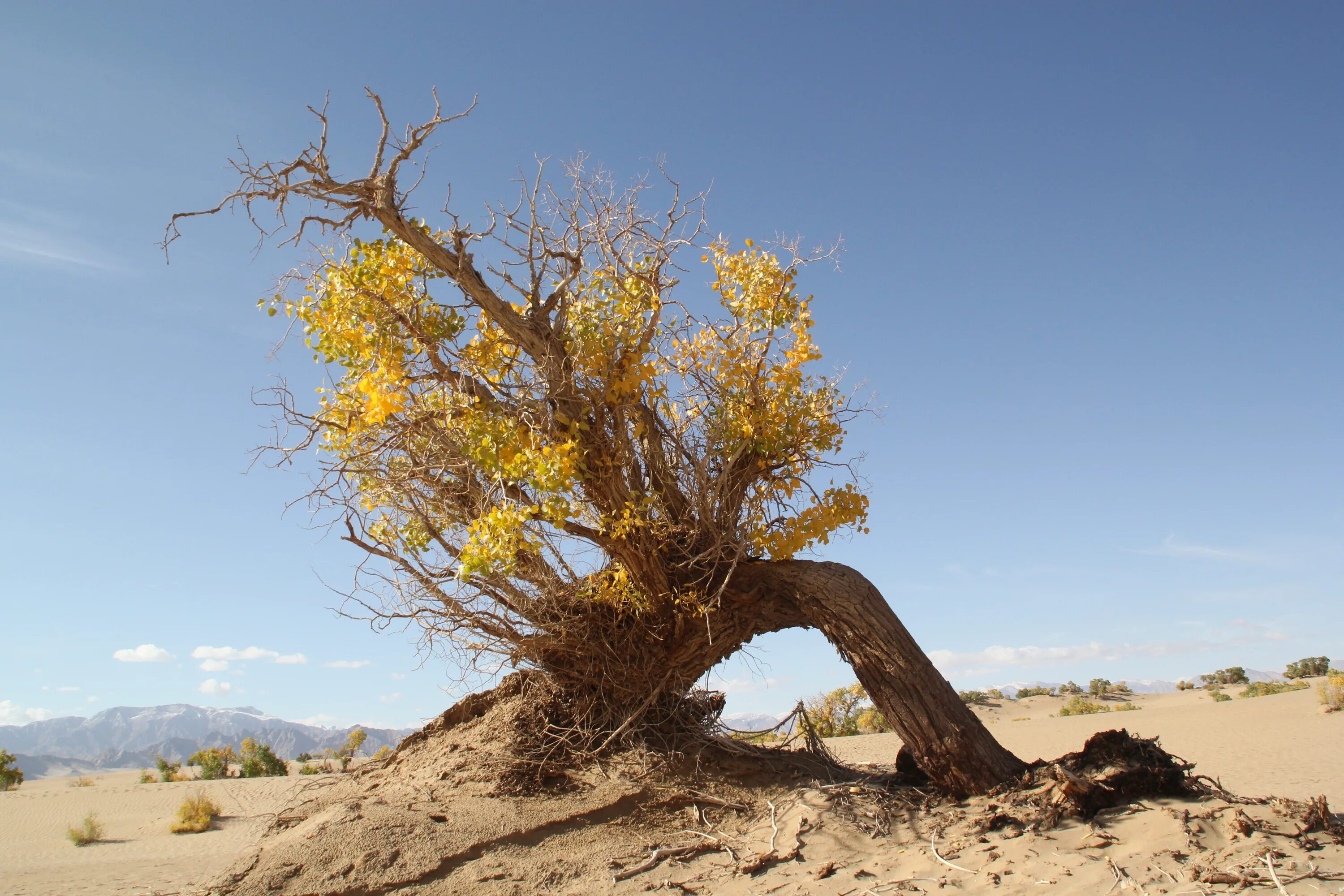 Саксаул где растет природная зона. Саксаул растение пустыни. Саксаул пустыня Гоби. Южное дерево саксаул. Саксаул Зайсанский (Haloxylon ammodendron).