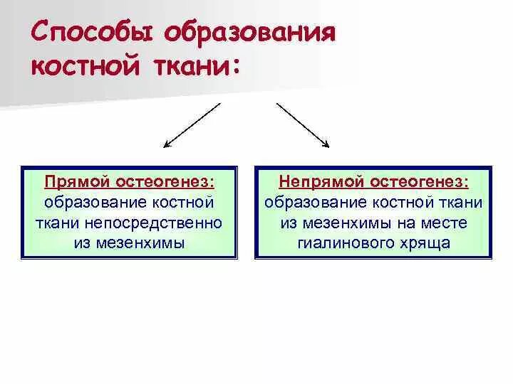 Прямой и непрямой путь. Остеогенез прямой и непрямой таблица. пути образования костной ткани. способы развития костной ткани. стадии образования костной ткани.