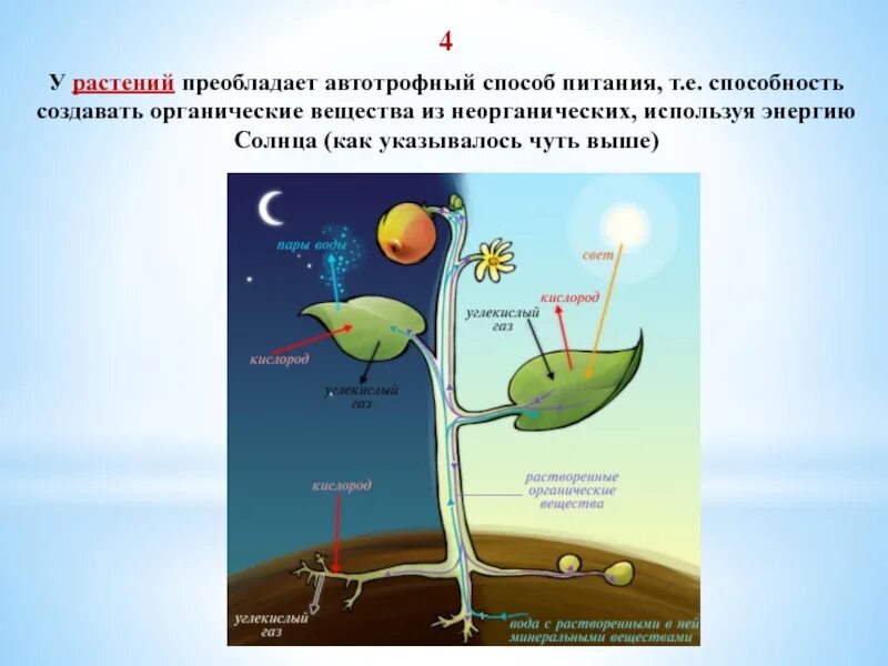 Растения производители органического вещества. Питание растений. Органические вещества растений. Способы и типы питания растений. Процесс питания растений.