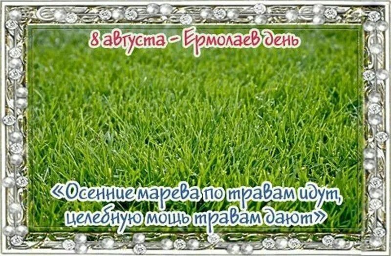 густа день физкультурника. день физкультурника. праздник ермолаев день. 8 августа можно. август 8го фильм.