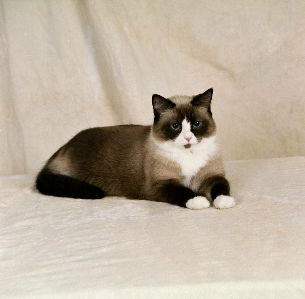 Рассмотрите фотографию кошки породы сноу шу. Сноу-Шу кошка. Сиамский Сноу-Шу. Тайская кошка Сноу Шу. Сиамский кот Сноу Шу.