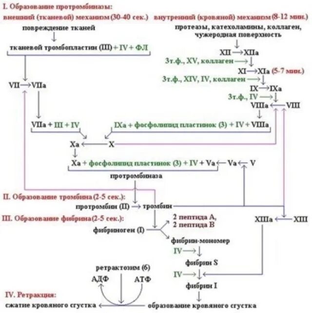Последовательность процессов коагуляционного гемостаза. Последовательность процессов коагуляционного гемостаза