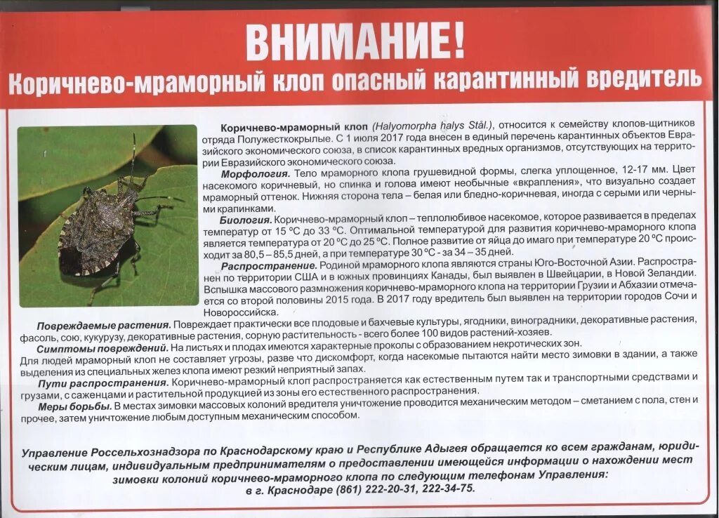 Тип развития насекомых мраморный клоп. Коричнево-мраморный клоп меры борьбы. коричнево - мраморный клоп – опасный карантинный вредитель. памятки коричнево-мраморный клоп краснодарский край. мраморный клоп краснодарский край.