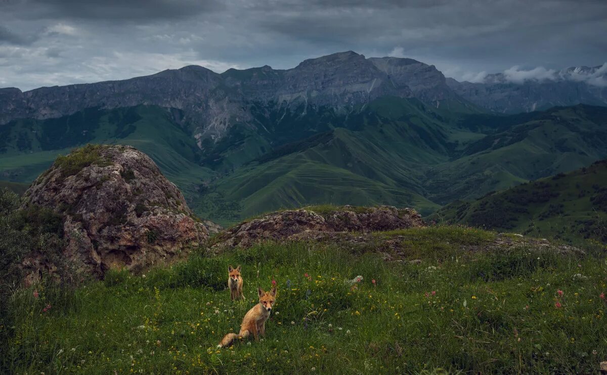 Жизнь животных в горах. Лисица Кавказская заповедник кавказский. Дикая природа России National Geographic. Дикие горы. Дикая природа России Кавказ.