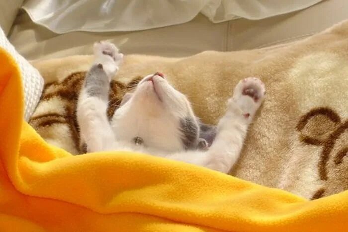 Happy Caturday! Making the bed with Coco. Cat stretching, Good morning cat, Morn