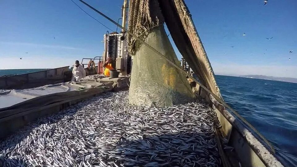 Лов кильки в Каспийском море. Рыболовство (Хамса, ставрида). Промысел Каспийской кильки. Керчь промысел хамсы. Ловля суда