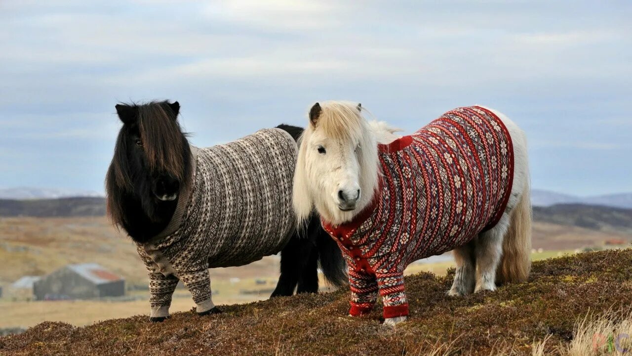 Pony фото. Шетлендский пони. Шетлендский и шотландский пони. Шотландия пони. Лошадь Шетландский пони.