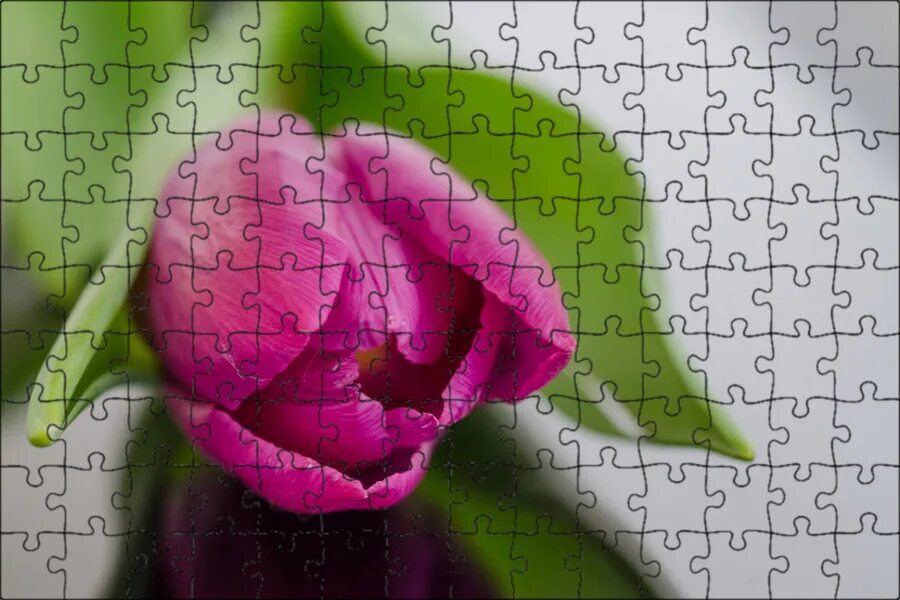 Is not a rose is a tulip