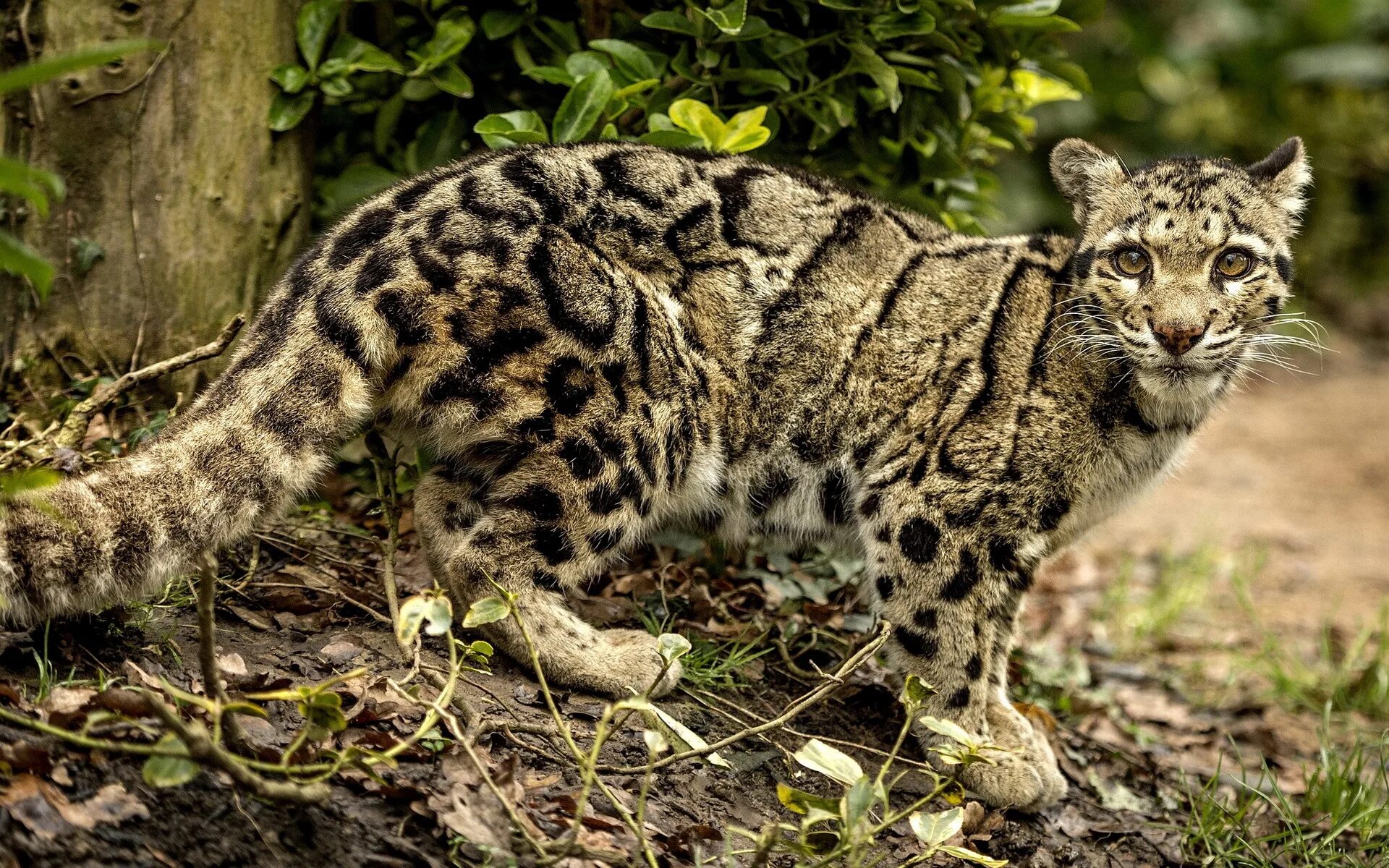 Семейство больших кошачьих. Тайваньский дымчатый леопард. Кошка - дымчатый леопард. Калимантанский дымчатый леопард. Дымчатый леопард вымерший вид.