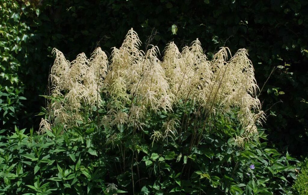 Волжанка horatio. Волжанка китайская "цвайвелтенкинд" aruncus sinensis "zweiweltenkind". Волжанка арункус обыкновенная. Арункус / волжанка двудомная. Волжанка петрушколистная noble spirit.