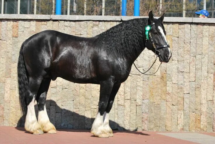 Amazon.com: Horse riding clothes
