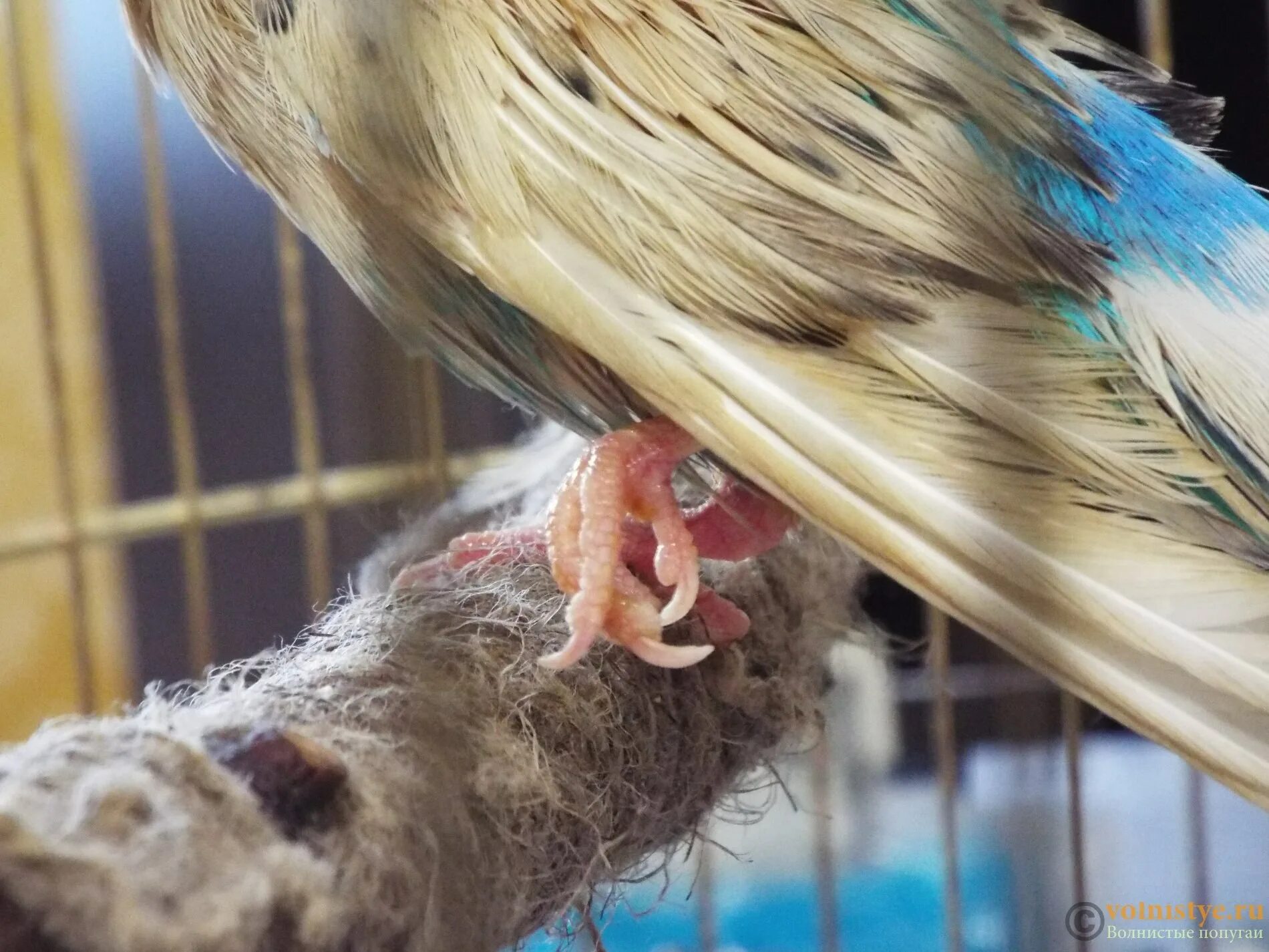 Попугай не наступает на лапу. Шина на лапу волнистого попугая. Попугай сломал. Попугай сломал. Лапки волнистого попугая.