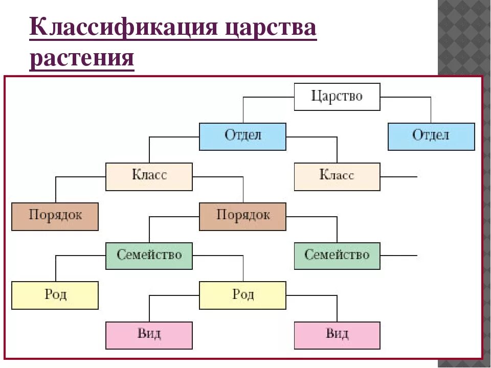 Основные таксономические группы. Классификация живых организмов схема. Классификация живых организмов биология схема. Систематика царства растений схема. Классификация растений биология 10 класс.