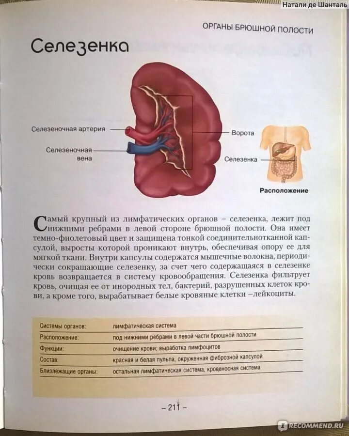 Селезенка орган брюшной полости