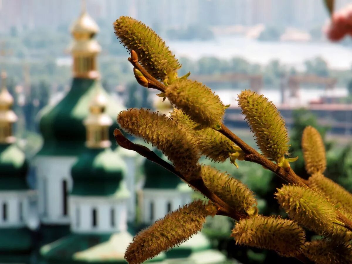 С Вербным воскресеньем. Верба на Вербное воскресенье. Сквернгое воскресенье. Верба храм. Когда отмечают вербное воскресенье