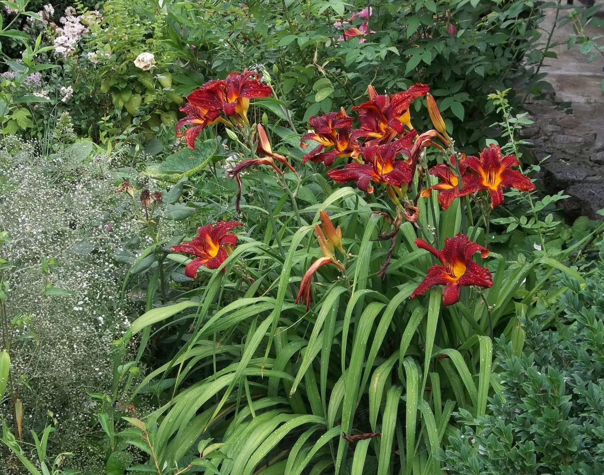 Лилейник (hemerocallis) frans hals. Лилейник бонанза. Лилейник пэганс ритуал. Лилейники сажать в тени или на солнце. Лилейник гибридный мороккан санрайз.