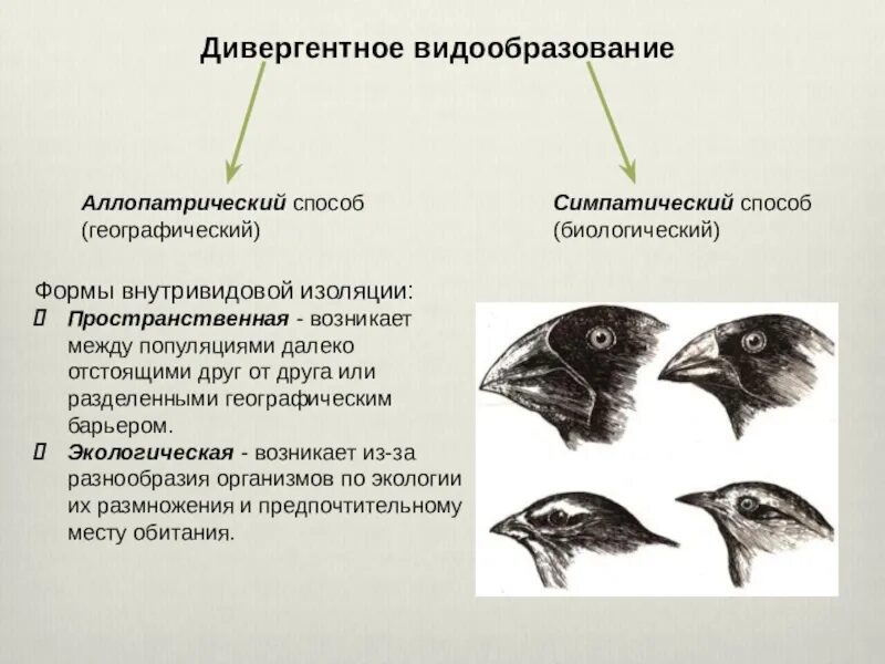 Видообразование тест 9. Галапагосские вьюрки видообразование. Микроэволюция механизм видообразования. Галапагосские вьюрки дивергенция. Дивергентное видообразование схема.