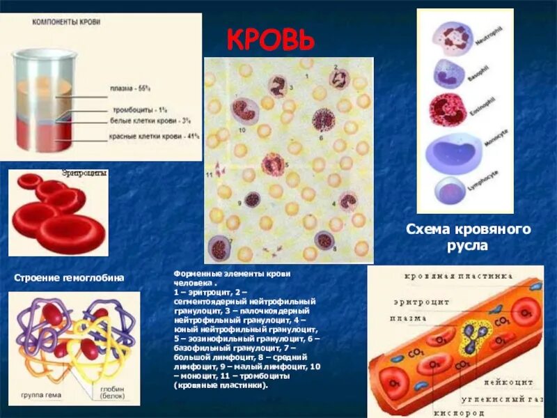 Клетки крови для гематологического атласа,. Элементы крови человека. Клетки крови таблица. Строение клетки крови. Безъядерные элементы крови