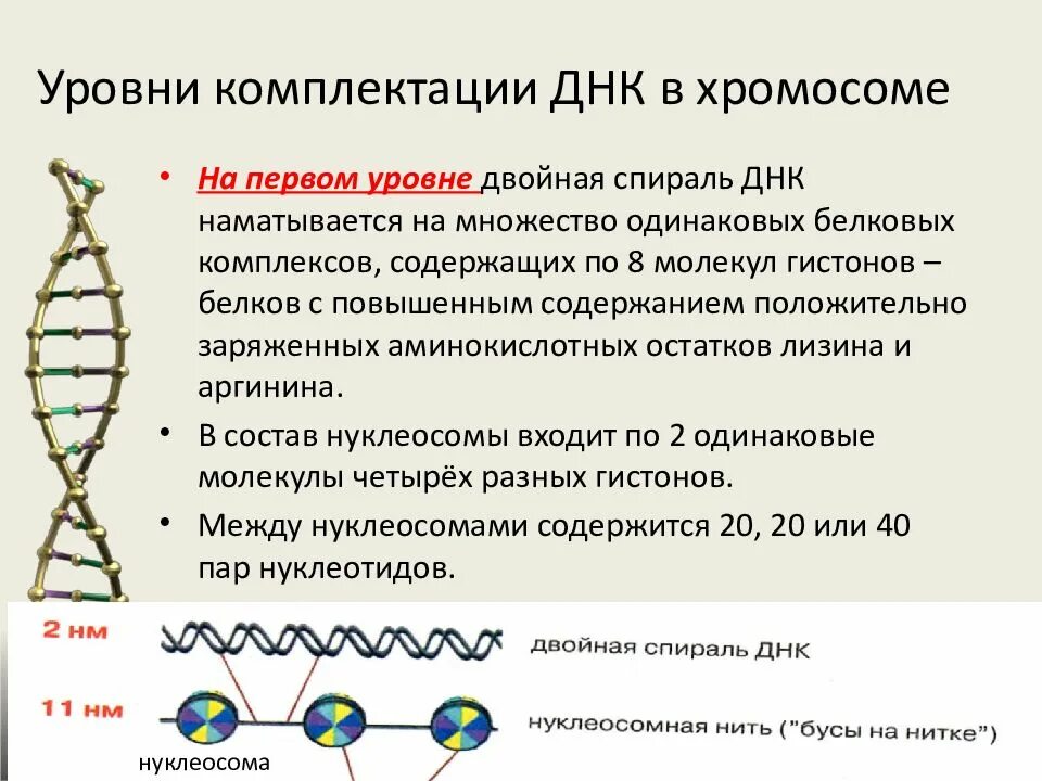 Ген это участок молекулы днк несущий. Днк и хромосомы. ген днк хромосома. организация днк в хромосомах. уровни комплектации днк.