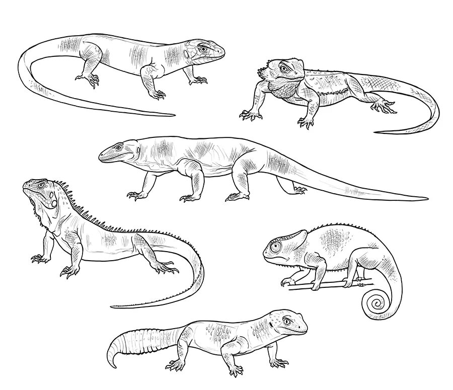 Рисунок пресмыкающихся 2 класс. Комодский Варан. Ящерица раскраска. Комодский Варан раскраска. Ящерица раскраска для детей.