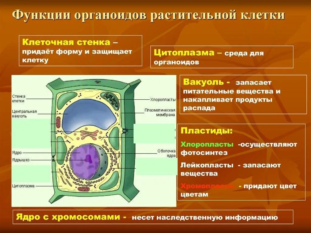 Растительная клетка строение и функции органоидов. Строение растительной клетки и функции ее органоидов. Функции органоидов растительной и животной клетки. Строение и функции органоидов клетки растений.