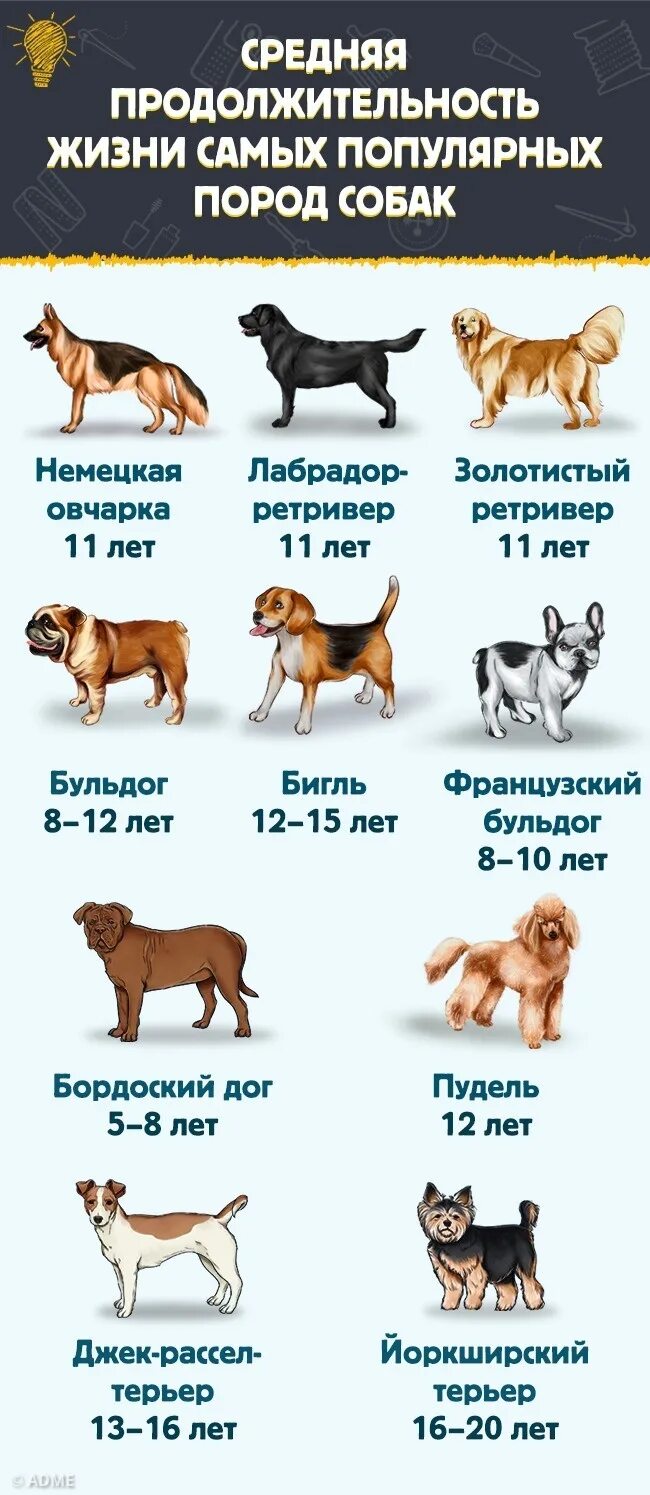 Распространенные собаки. Самые популярные породы собак. самые распространенные породы. известные породы собак. самые распространенные породы собак.