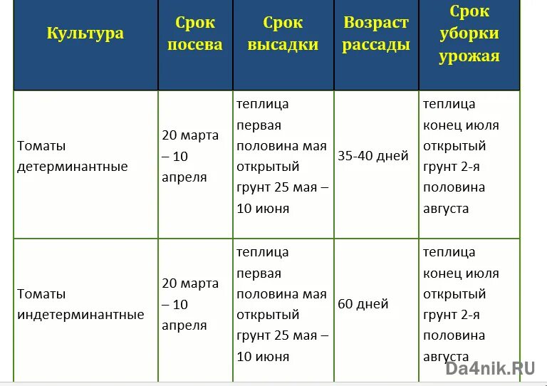 Посев помидор на рассаду в сибири