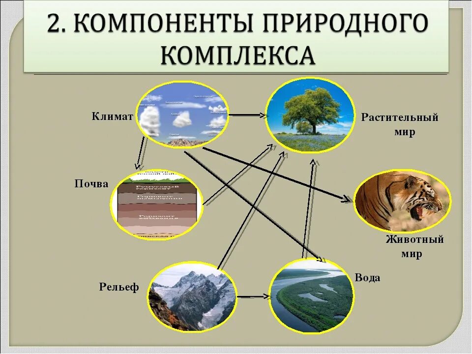 Схема природного комплекса. Природные компоненты. Компонент природного комплекса. Природные компоненты природного комплекса. Местоположение и природа